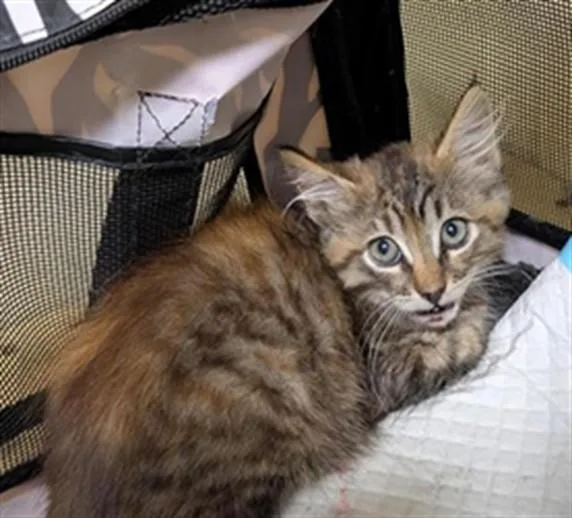 A baby small-sized female Domestic Medium Hair cat named Butters for adoption in Sacramento, CA