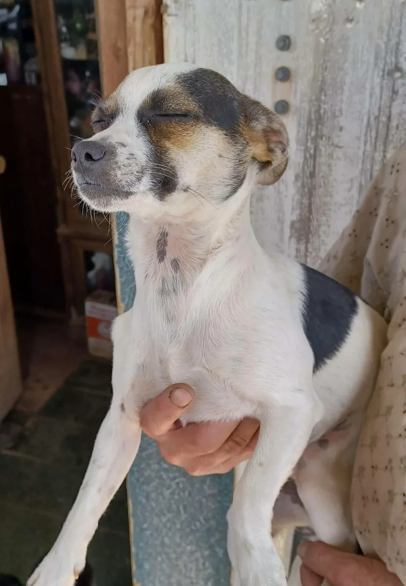 Darnella thumbnail 2