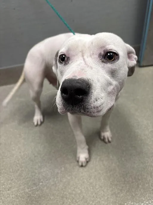 A young large-sized female Pit Bull Terrier dog named Pink Lady for adoption in Las Vegas, NV