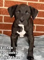 A young medium-sized male Retriever dog named Easton for adoption in Buffalo, MN