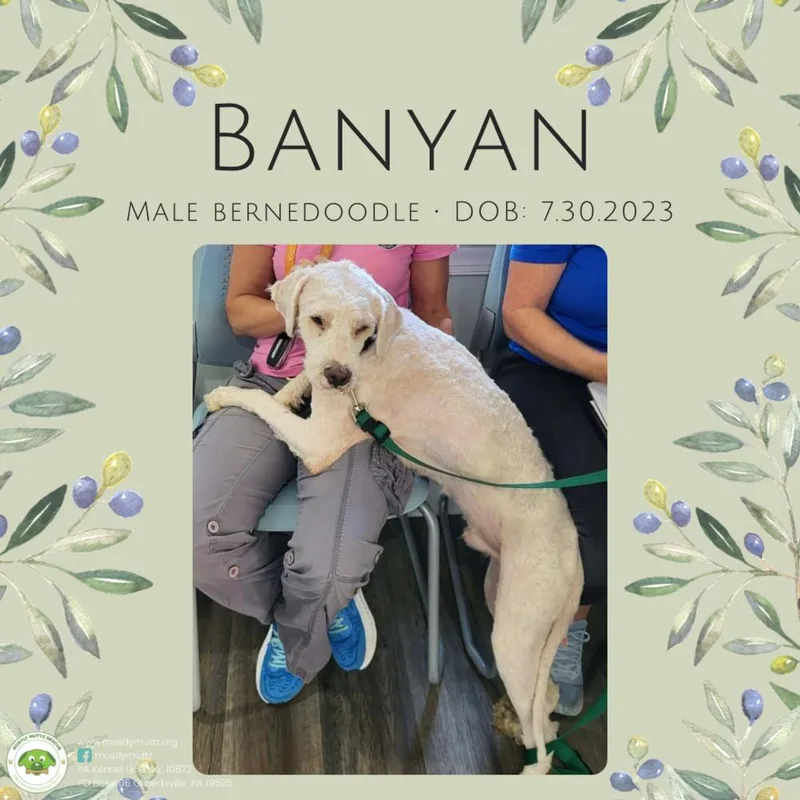 Banyan thumbnail 3