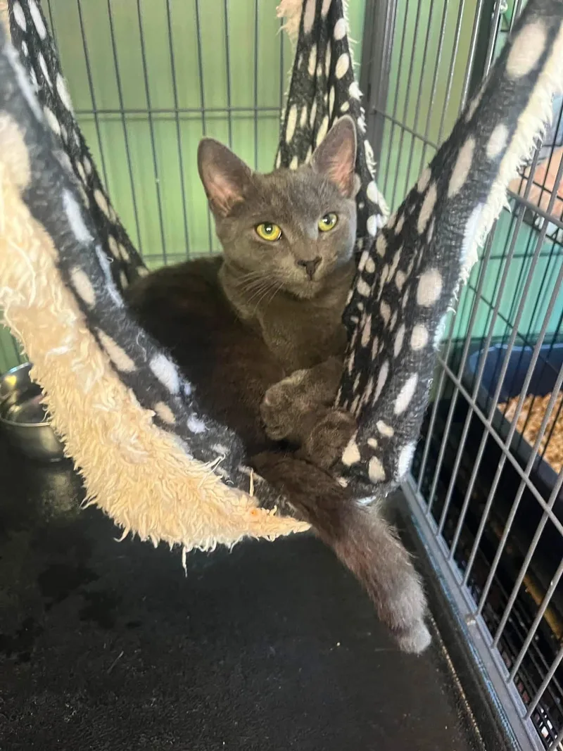A baby medium-sized male Gray / Blue / Silver Domestic Short Hair cat named Muffin for adoption in Broomall, PA
