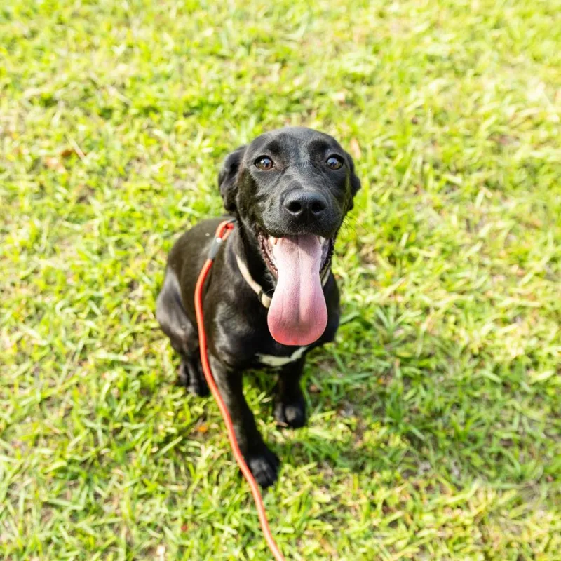 An adult medium-sized female Black Labrador Retriever dog named Megan Fox for adoption in Valdosta , GA
