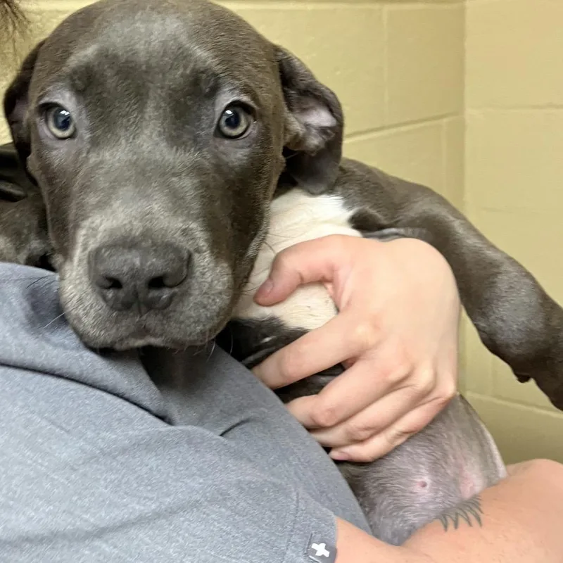 A baby medium-sized male Yellow / Tan / Blond / Fawn Pit Bull Terrier dog named Kobe for adoption in Waldorf, MD
