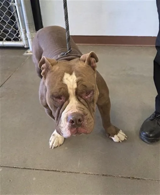 An adult large-sized male Staffordshire Bull Terrier dog named Limeade for adoption in Phoenix, AZ