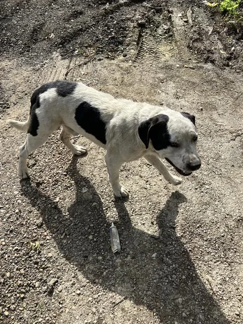 An adult large-sized male Mixed Breed dog named Maurice for adoption in Dallas, TX