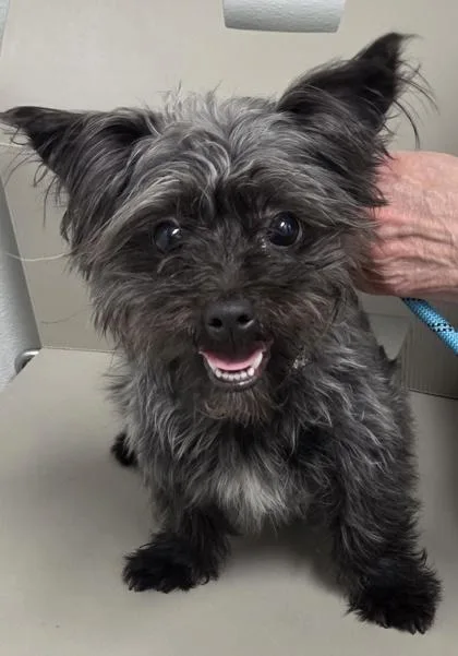 An adult small-sized male Yorkshire Terrier dog named Blaze for adoption in Parma, OH