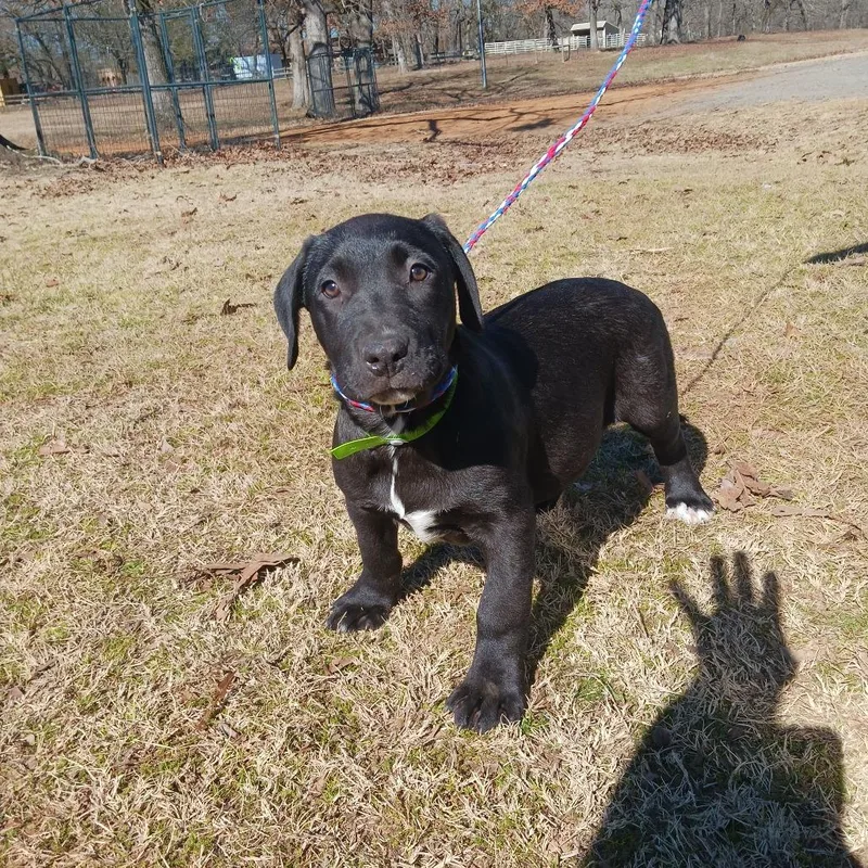 Raspberry thumbnail 3