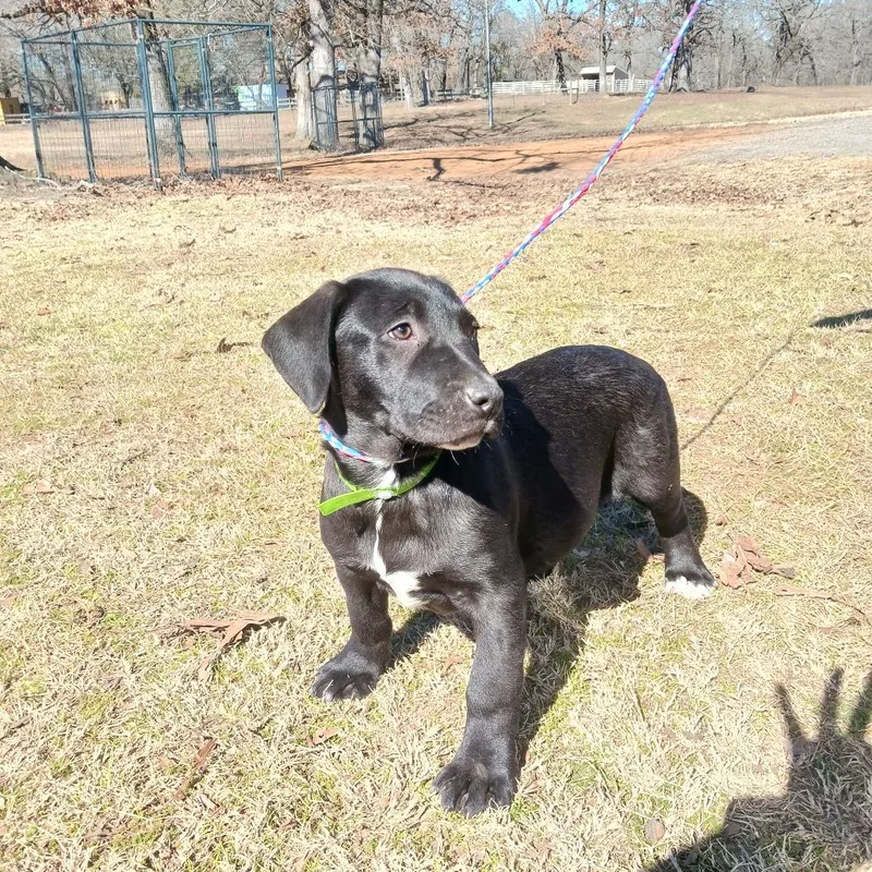 Raspberry thumbnail 4