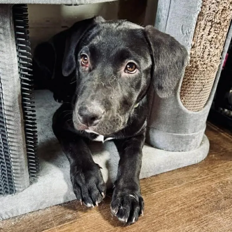 Raspberry thumbnail 5