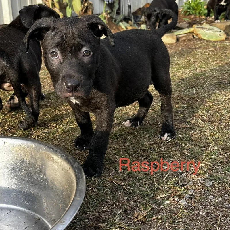 Raspberry thumbnail 6