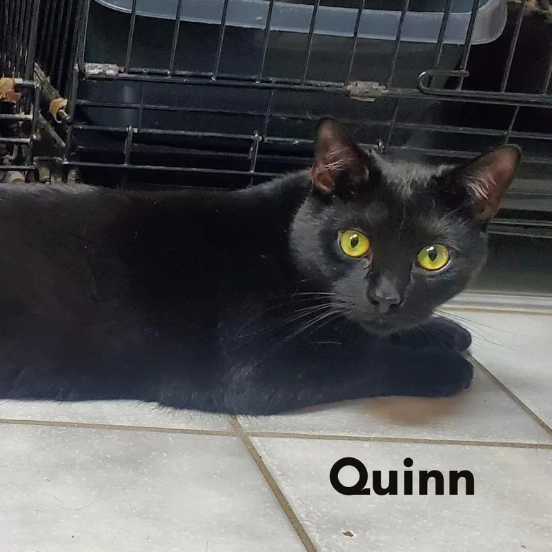 An adult medium-sized male Black Domestic Short Hair cat named Quinn for adoption in New Haven, CT