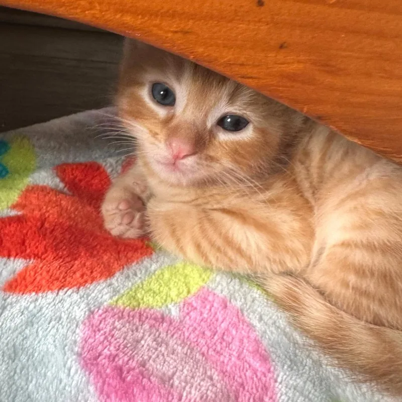 A baby small-sized male Domestic Short Hair cat named Sunrise for adoption in Cumming, GA