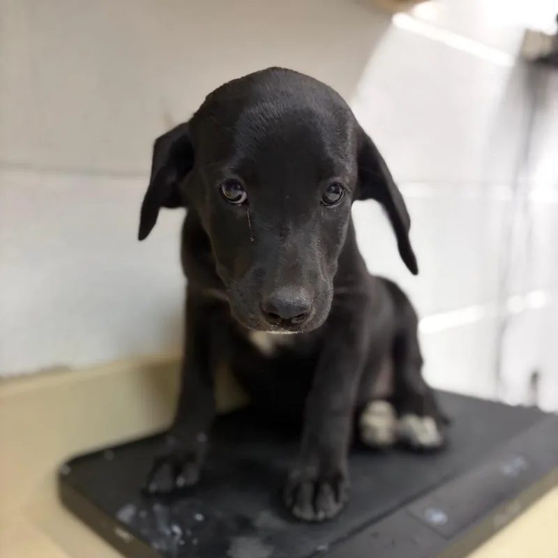 A baby small-sized female Black Labrador Retriever dog named Daisy for adoption in Ardmore, OK