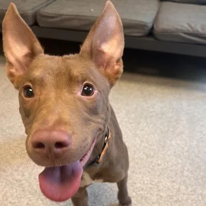 A young medium-sized female Brown / Chocolate Mixed Breed dog named Hazel for adoption in Lansing, MI