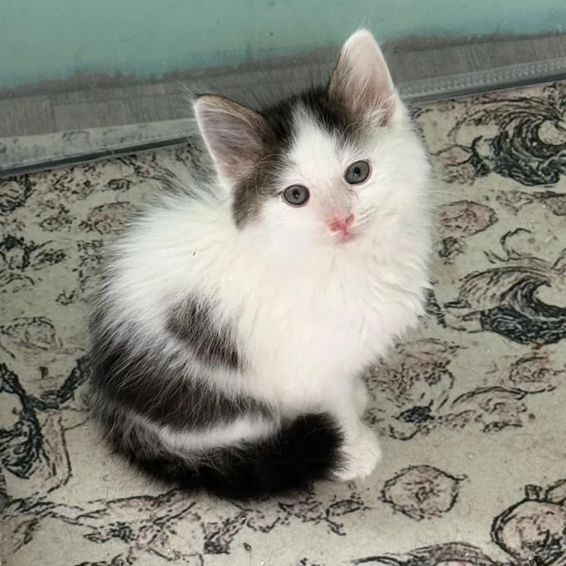 A baby small-sized male Tabby (Brown / Chocolate) Domestic Medium Hair cat named Murray for adoption in Gresham, WI