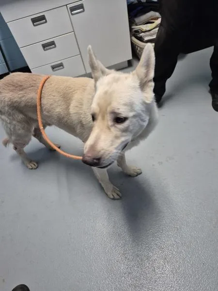 An adult large-sized male Shepherd dog named Pen for adoption in Lawrenceville, GA