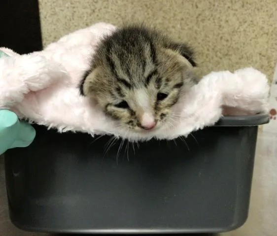 A baby small-sized female Domestic Short Hair cat named Paloma for adoption in Riverside, CA
