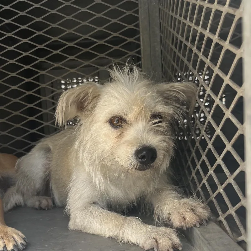 An adult medium-sized female Terrier dog named Maxine for adoption in Edinburg, TX