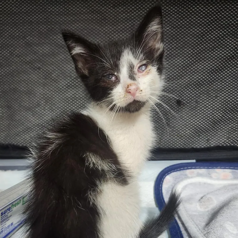 A baby small-sized male Black Domestic Short Hair cat named Tuk Tuk for adoption in Middletown, OH