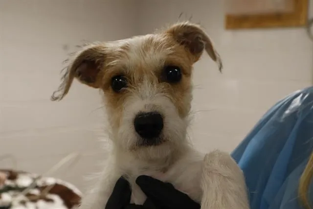 A baby small-sized female Mixed Breed dog named Havana for adoption in Columbia, SC