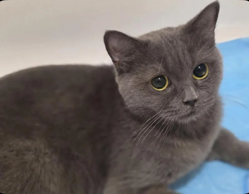 A young medium-sized female Gray / Blue / Silver British Shorthair cat named Ophelia for adoption in Staten Island, NY