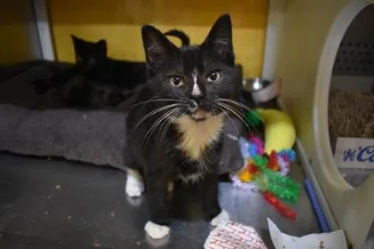 A young large-sized male Domestic Short Hair cat named Drake for adoption in Kansas City, MO