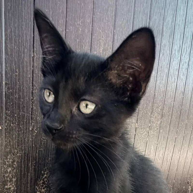 Onyx
