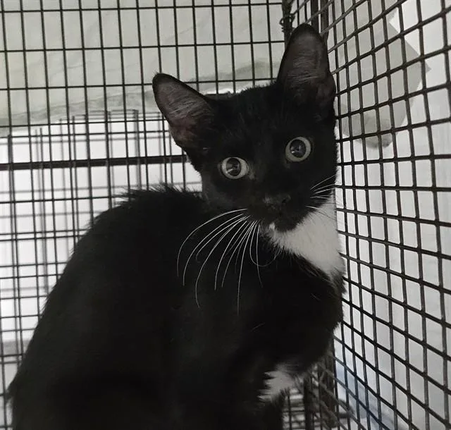 A young small-sized female Domestic Short Hair cat named Yogurt for adoption in Fort Lauderdale, FL