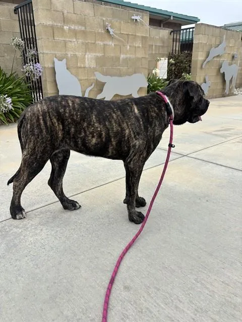 A young medium-sized female Mastiff dog named Cupcake for adoption in Riverside, CA