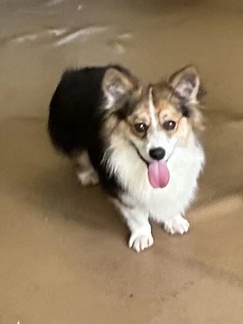 Gus