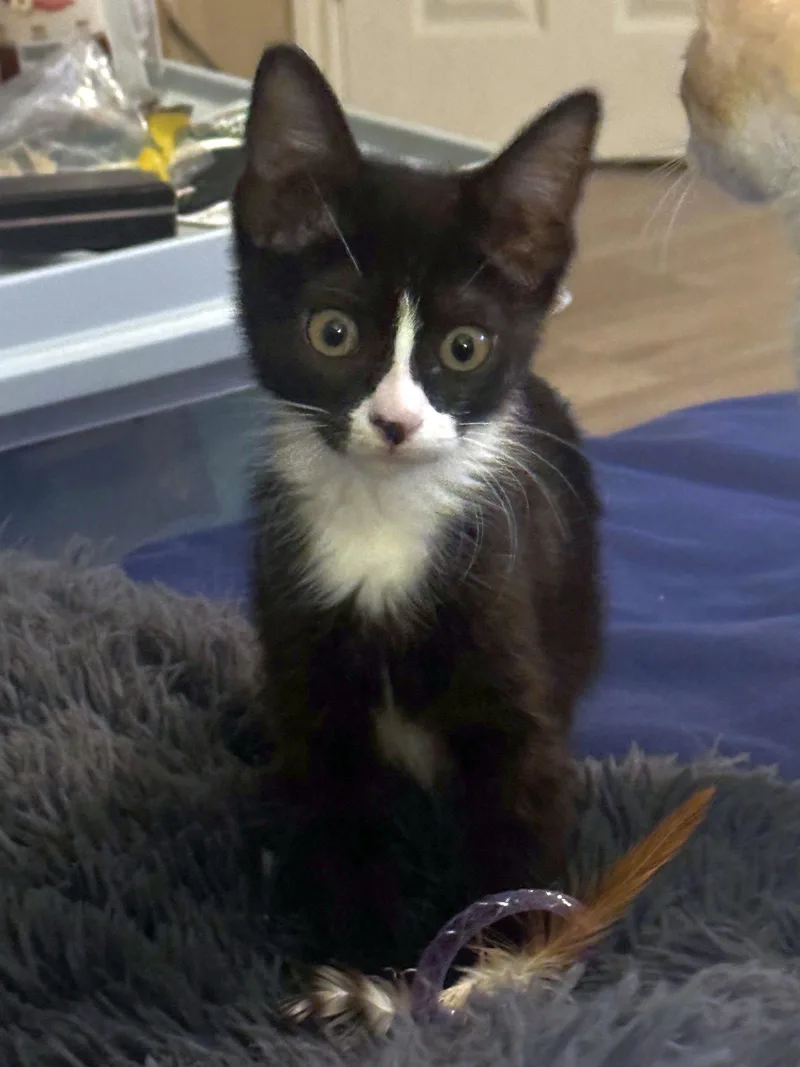 A baby medium-sized female Black & White / Tuxedo Domestic Short Hair cat named Freckles for adoption in Seal Beach, CA