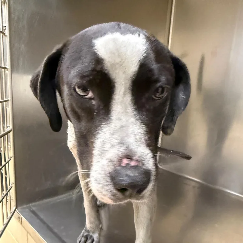 A young medium-sized male White / Cream Mixed Breed dog named Apollo for adoption in Winston-Salem, NC