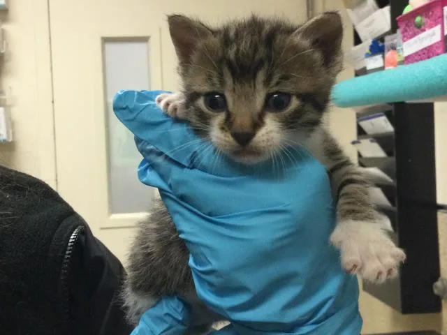 A baby small-sized male Domestic Short Hair cat named Milo for adoption in Riverside, CA