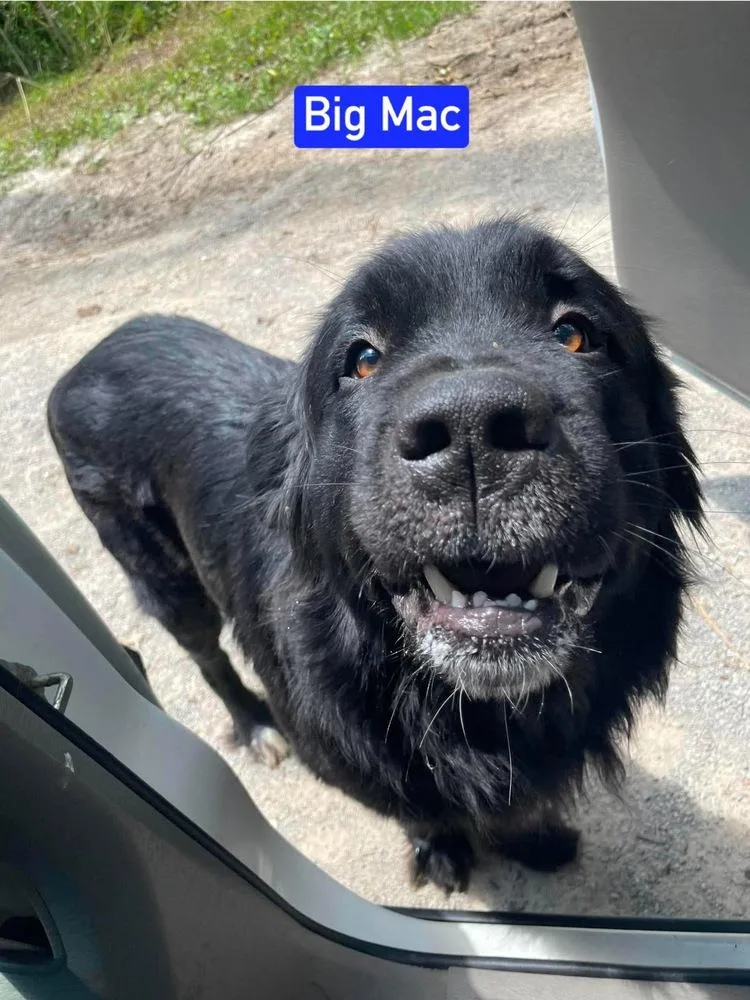 An adult large-sized male Black Newfoundland Dog dog named Big Mac for adoption in Warrenton, MO