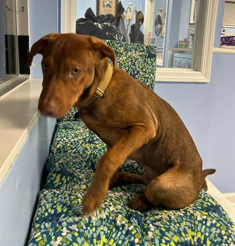 A baby medium-sized male Labrador Retriever dog named Brad for adoption in Cliffwood, NJ