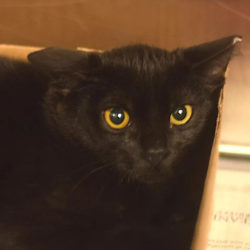 A baby small-sized male Black Domestic Short Hair cat named Slim Jimmy for adoption in Belleville, IL