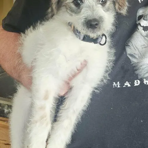 A baby small-sized male Yellow / Tan / Blond / Fawn Pomeranian dog named Wayland for adoption in Twin lakes, WI