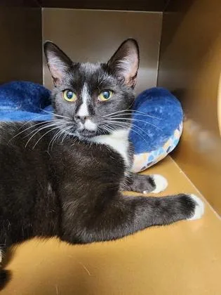 A baby medium-sized male Domestic Short Hair cat named Eddie $ for adoption in Seneca, SC