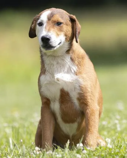 A young large-sized male White / Cream Mixed Breed dog named Zephyr for adoption in Bedford, IN