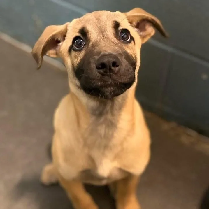 A baby large-sized male Yellow / Tan / Blond / Fawn German Shepherd Dog dog named Darwin for adoption in Cedarburg, WI