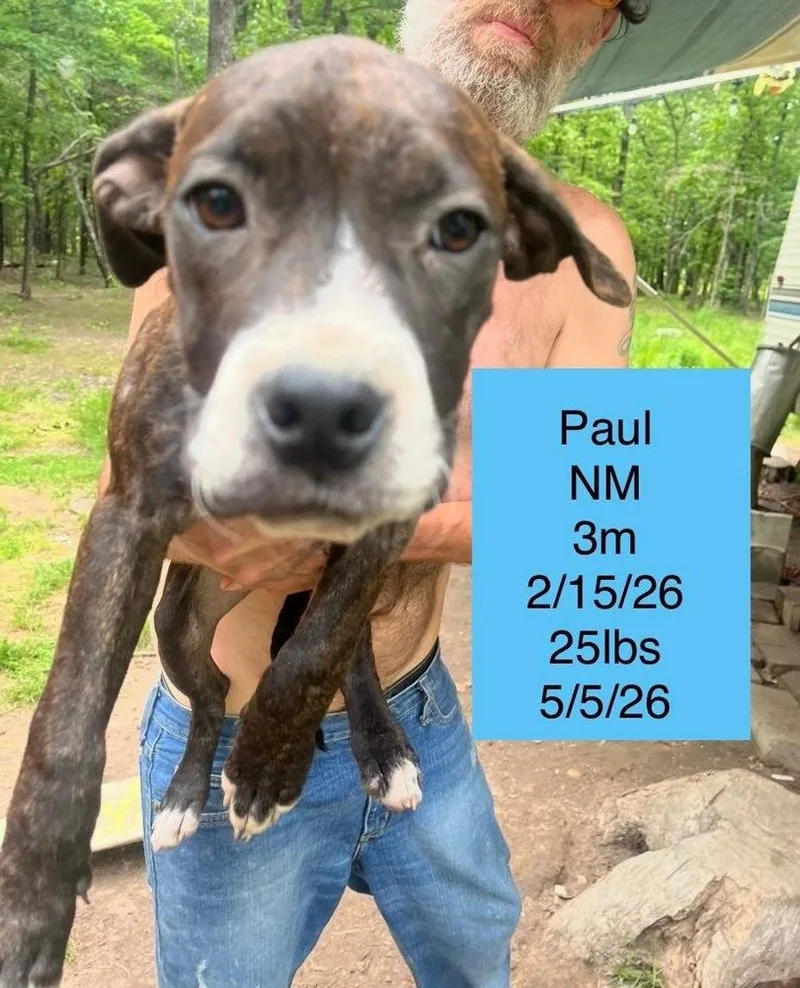 A baby medium-sized male Boxer dog named Paul for adoption in Colorado Springs, CO