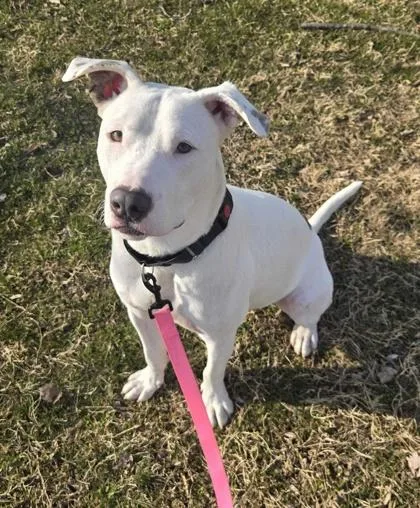 An adult medium-sized male Pit Bull Terrier dog named Gallaudet for adoption in Knoxville, TN