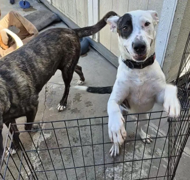 A young medium-sized female Cattle Dog dog named Dottie Dot Connect the for adoption in Manhattan Beach, CA