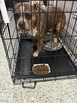 An adult medium-sized male Mixed Breed dog named Raptor for adoption in Atlanta, GA