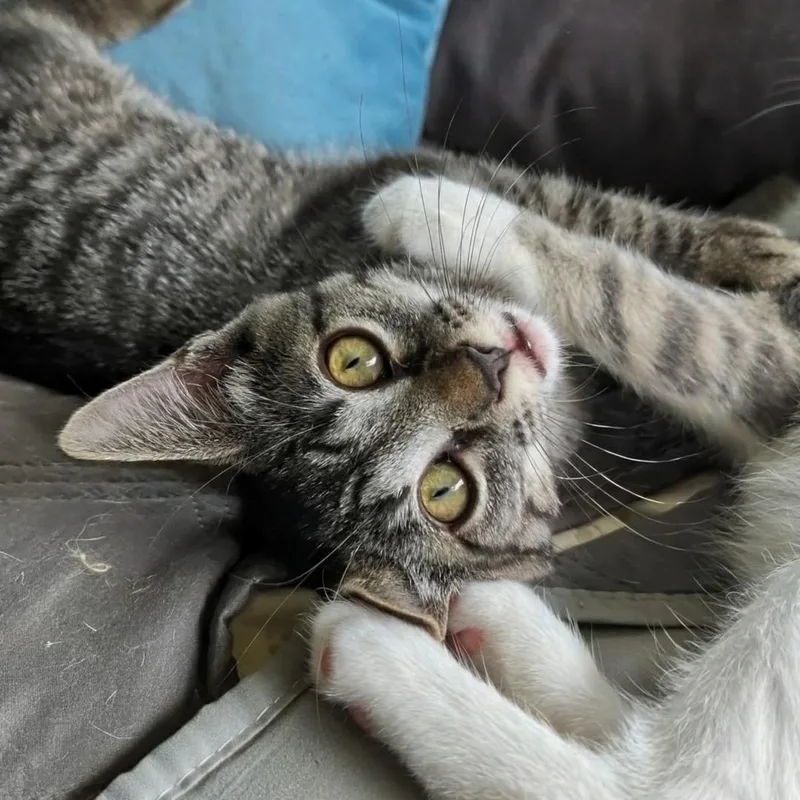 A baby medium-sized male Tabby (Gray / Blue / Silver) Domestic Short Hair cat named Benjamin Best Friends Beatrice for adoption in West Jefferson, OH