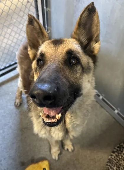 A senior large-sized male German Shepherd Dog dog named Tyson for adoption in Roseville, CA