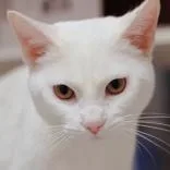 An adult medium-sized male White Domestic Short Hair cat named Orrville for adoption in Hilliard, OH