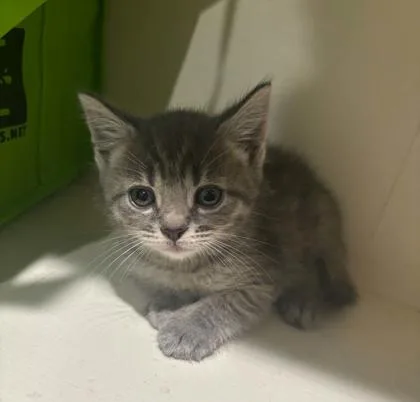 A baby small-sized male Domestic Short Hair cat named Neville Longbottom for adoption in Janesville, WI