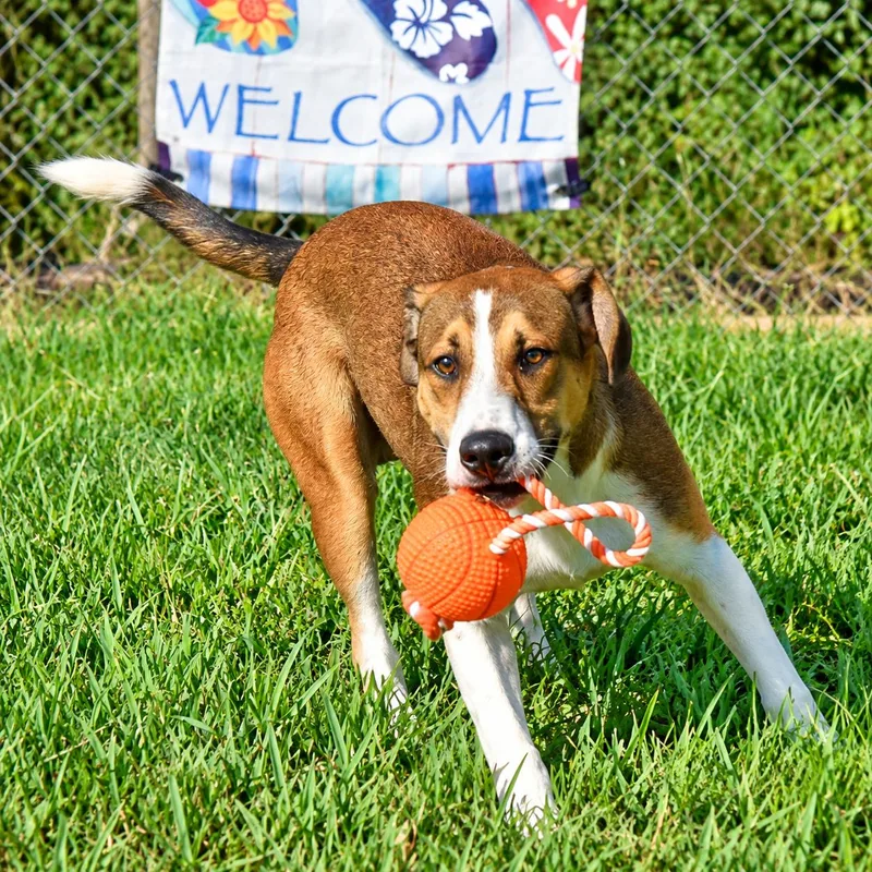 A young large-sized male Brown / Chocolate Foxhound dog named Kevin for adoption in Wedowee, AL